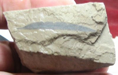 Leaf,Fossil