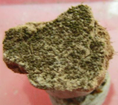 Polianite