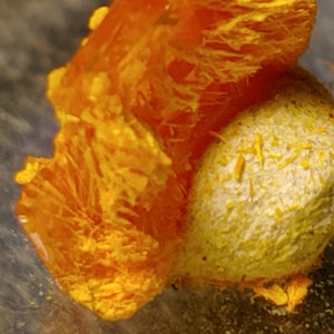 Wulfenite and Mimetite from Rowley Mine, Arizona. 1.2 cm #5044