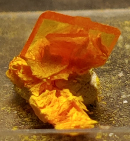 Wulfenite and Mimetite from Rowley Mine, Arizona. 1.2 cm #4066