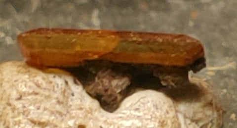 Wulfenite from Red Cloud Mine, Arizona. Stock 0.6 cm #5229