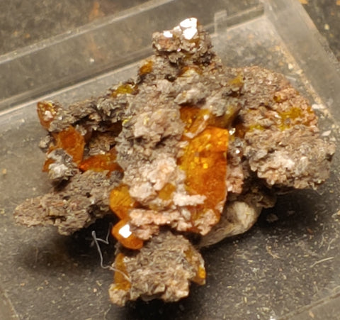 Wulfenite from Red Cloud Mine, Arizona.  2 cm #5237