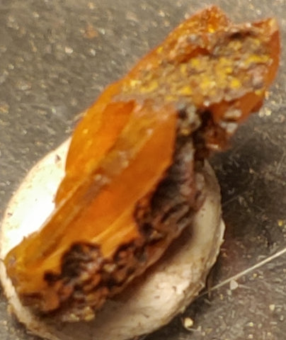 Wulfenite from Red Cloud Mine, Arizona.  1.2 cm #5238
