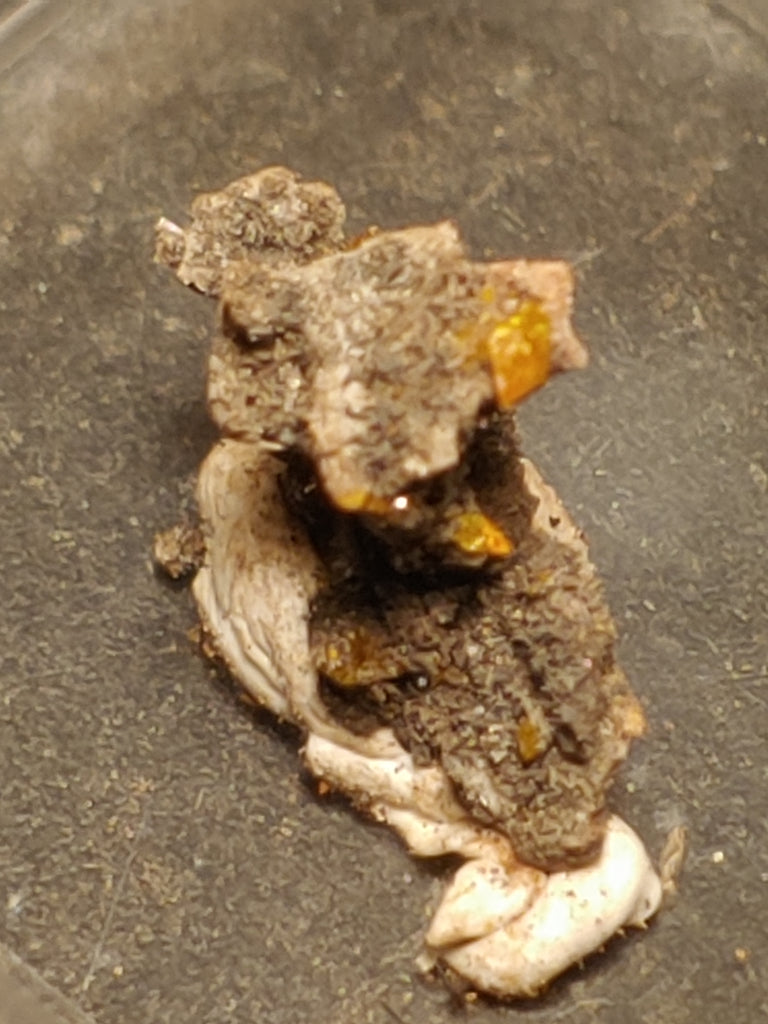 Wulfenite from Red Cloud Mine, Arizona.  1.5 cm #5240