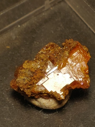 Wulfenite from Red Cloud Mine, Arizona.  1.4 cm #5243