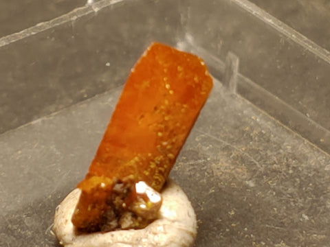 Wulfenite from Red Cloud Mine, Arizona.  0.8 cm #5251
