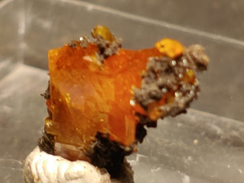 Wulfenite from Red Cloud Mine, Arizona.  1.1 cm #5256