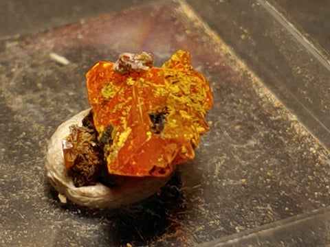 Wulfenite from Red Cloud Mine, Arizona.  1.1 cm #5259