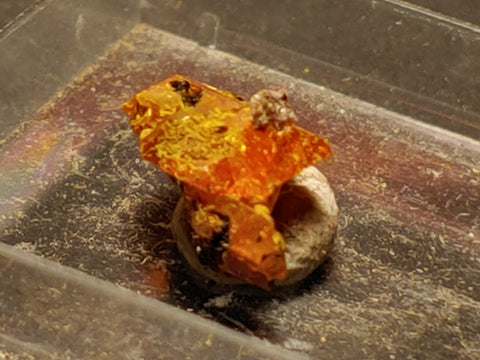 Wulfenite from Red Cloud Mine, Arizona.  1.1 cm #5259