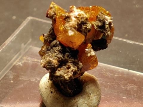 Wulfenite from Red Cloud Mine, Arizona.  1.4 cm #5260