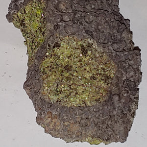 Peridot from San Carlos Reservation, Arizona. 10 cm #336