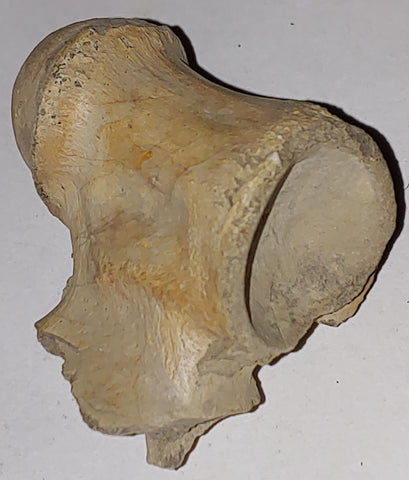 Vertebrae Fossil from Wyoming. 5 cm #879