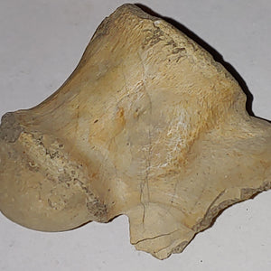 Vertebrae Fossil from Wyoming. 5 cm #879