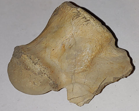 Vertebrae Fossil from Wyoming. 5 cm #879