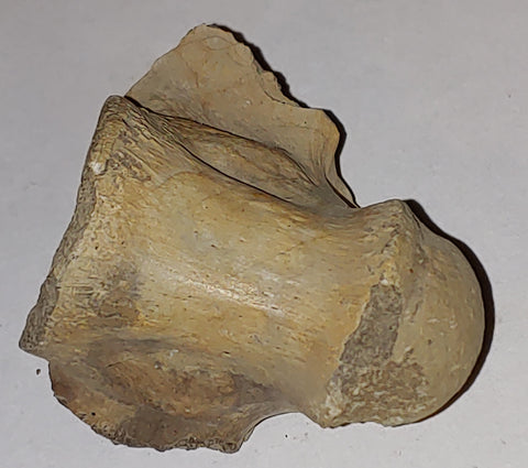 Vertebrae Fossil from Wyoming. 5 cm #879