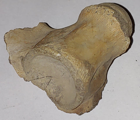 Vertebrae Fossil from Wyoming. 5 cm #879