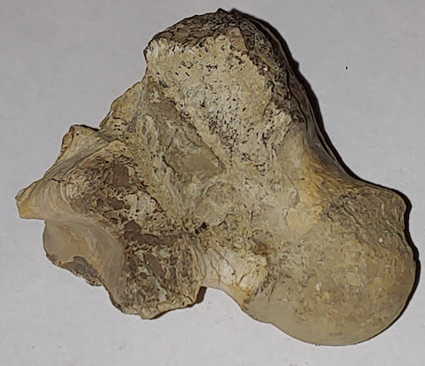 Vertebrae Fossil from Wyoming. 5 cm #879