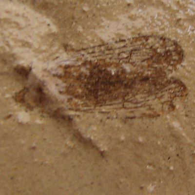 Insect,Fossil