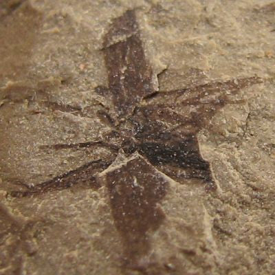 Insect,Fossil