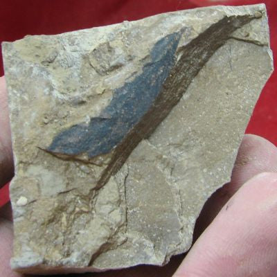 Leaf,Fossil