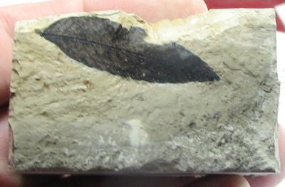 Leaf,Fossil