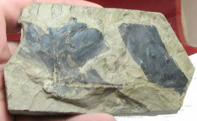 Leaf,Fossil