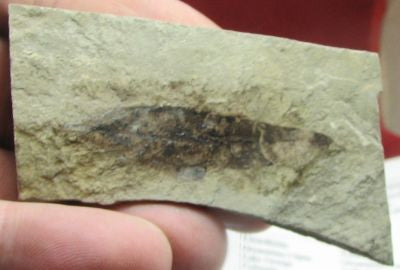 Leaf,Fossil