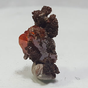 Wulfenite from Red Cloud Mine, Lapaz County Arizona. Stock #458sl