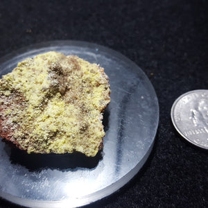 Rabbittite, Zippeite (fluorecent), Hideout Mine, San Juan County, Utah. Stock #2603sl