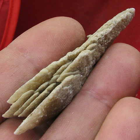 Gypsum