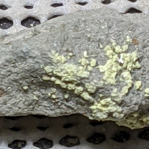 Dickthomssenite from Vanadium Queen Mine, Utah. 4 cm #543