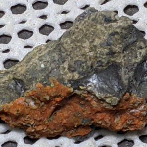 Lasalite, Type Locality, Vanadium Queen Mine, Utah. 3.5 cm #818