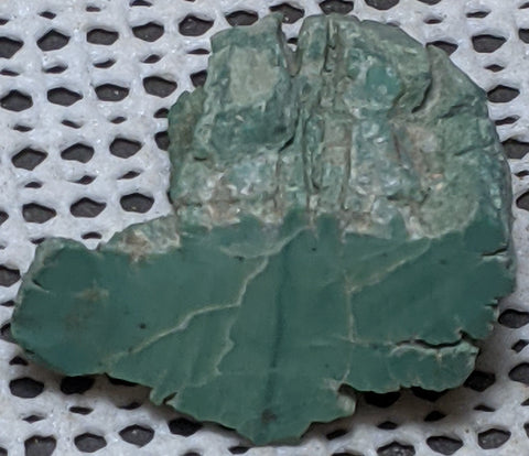 Chromium Petrified Wood from Winslow Arizona. 4.2 cm #127